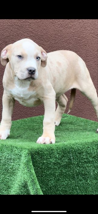 American bully xl