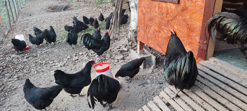 Ouă pentru incubat Australorp negru