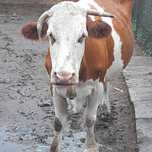 vand vaca baltata