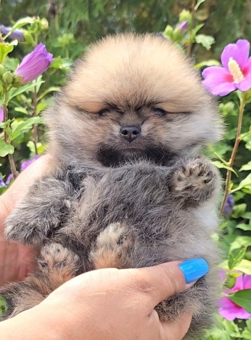 Миниатюрен померан