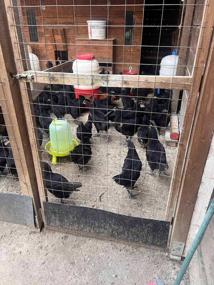 Gaini Australorp Negru