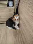 Подарявам женско котенце.