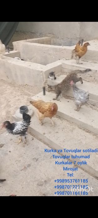 Товуклар сотилади