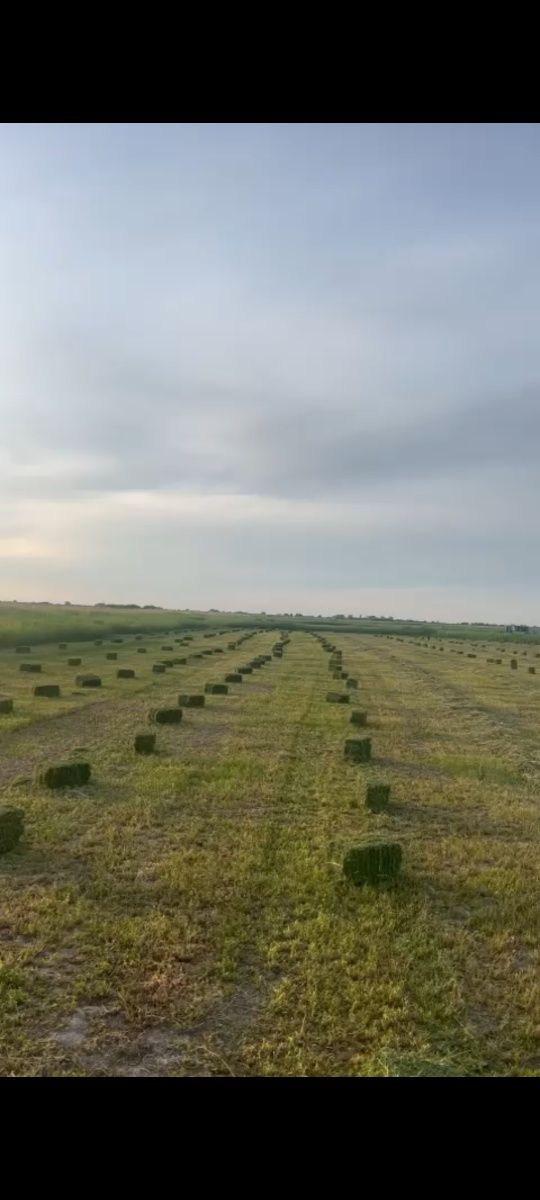 Жаңышқа қызылорда