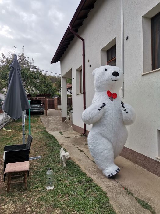 Urs gigant ,2,5 metri