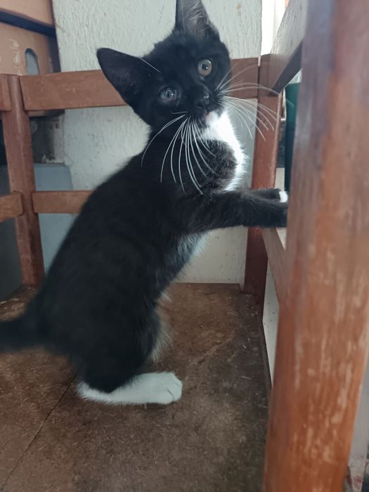 Donez pisicuti frumosi, patru motanei mititei!