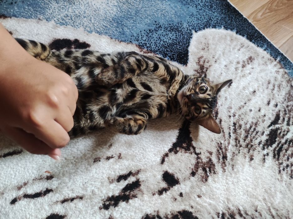 Бенгальская кошка