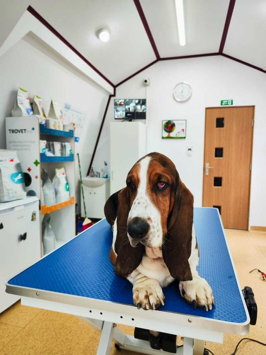 Afacere la cheie cabinet veterinar Brasov concept unic in Romania