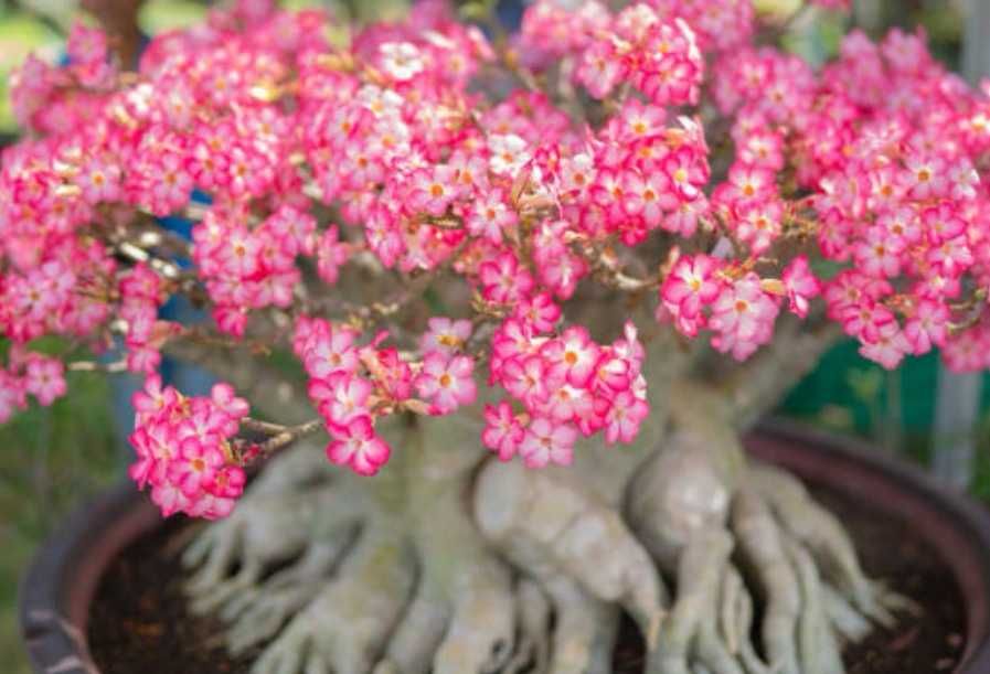 Semințe de plumeria și adenium