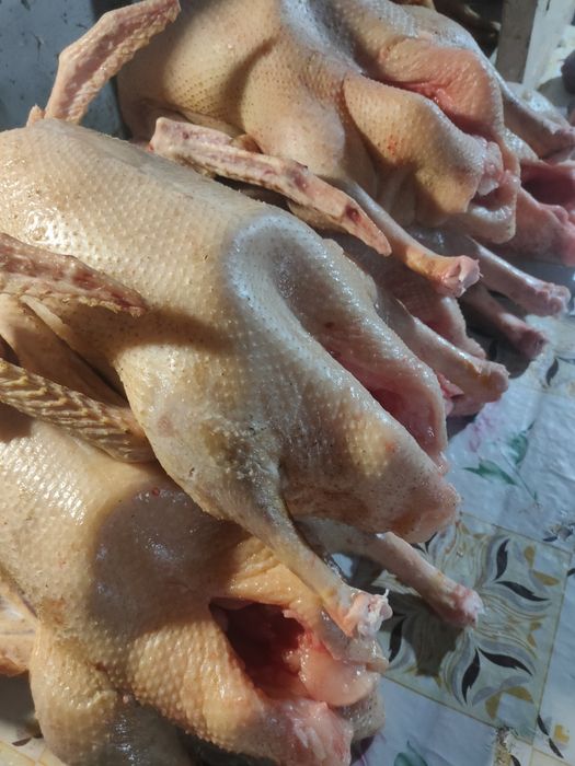 Гуси мясо домашние 2800