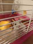 Hamster pitic si cusca completa