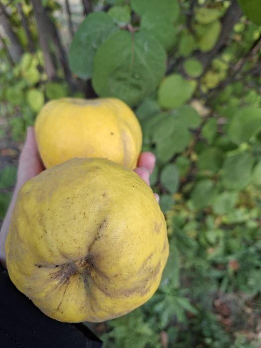 Айва местная крупная.