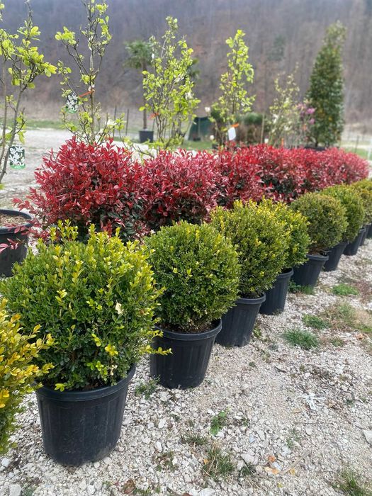 Plante ornamentale elegante pentru orice curte