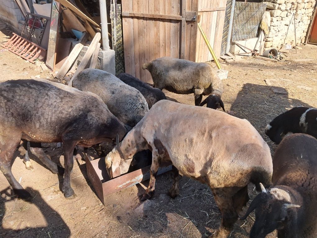 Продавам 6 бр. Черноглави Овце и 1 бр.Коч
