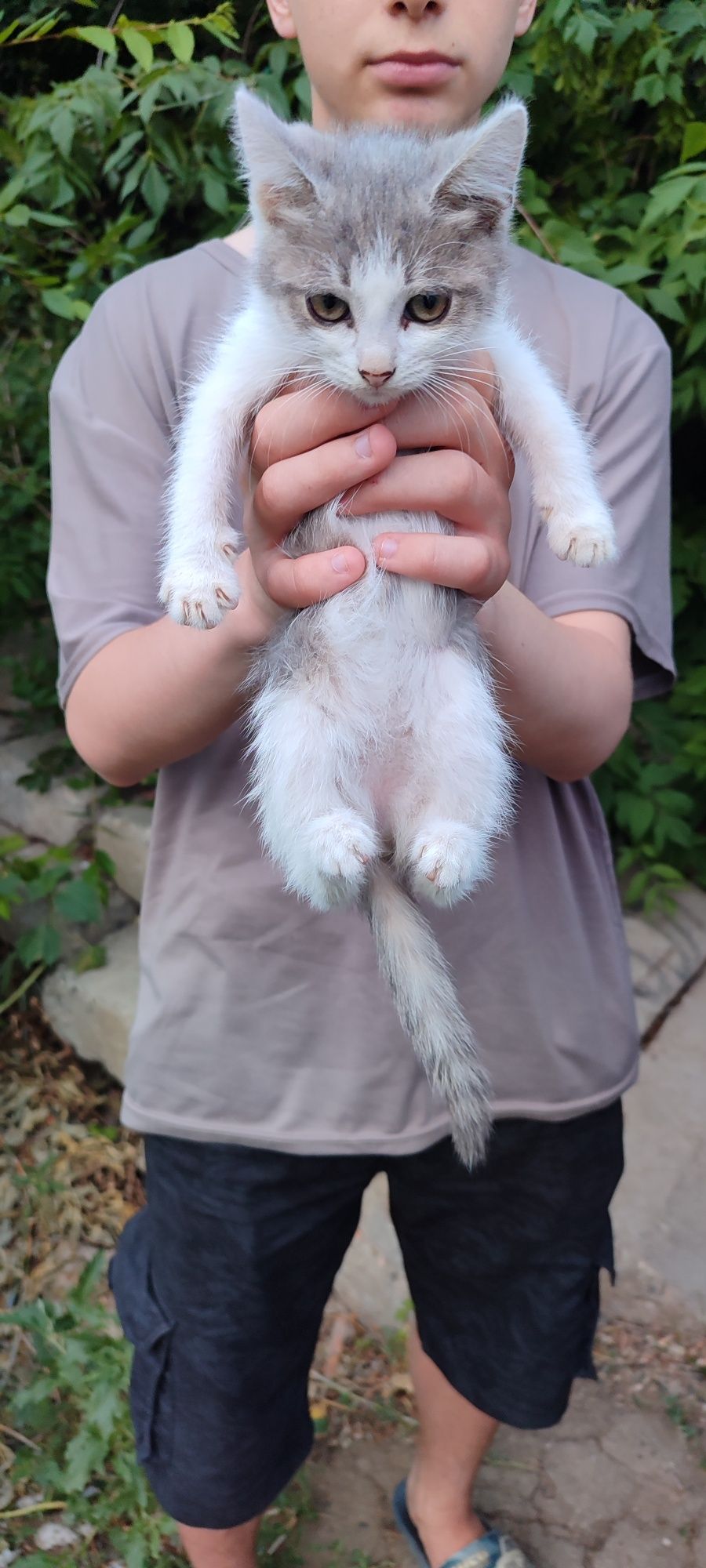 Отдам в добрые руки ласковую кошечку!