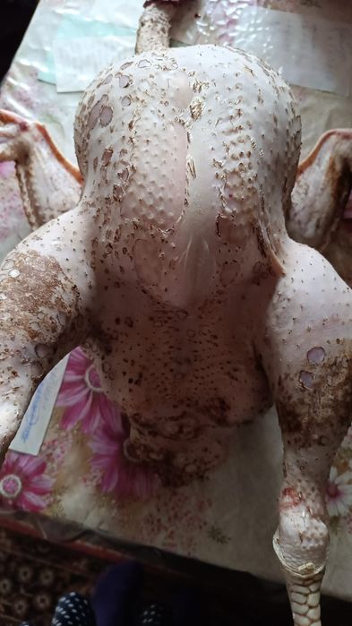 Продаётся  свежее мясо  мясных  индюков бройлерных и бройлеров