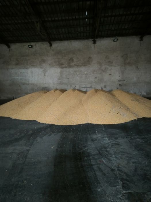 Царевица 2025 година