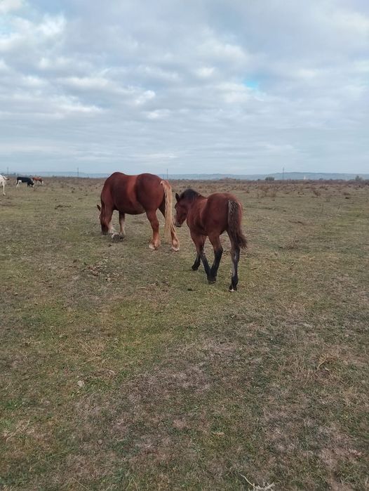 Vând doi mânji tineri