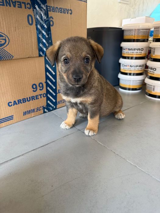 Щенята ищут дом!