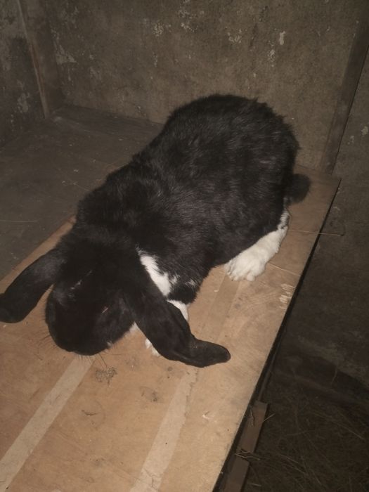 Продаю кроликов чистых пород