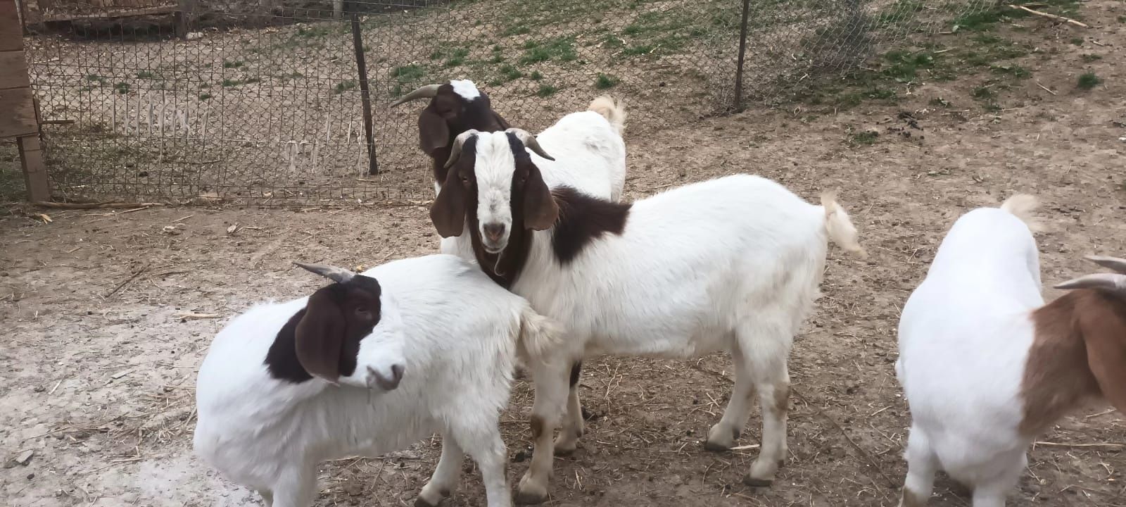 Vand capre boer,iezi si tap