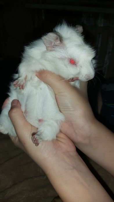 Продам морскую свинку