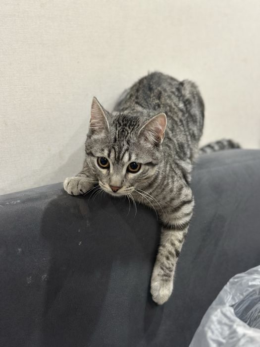 Кот  7-8 месяцев