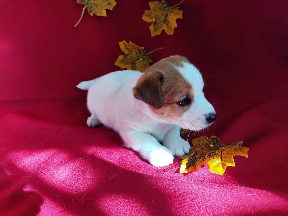 Продам щенков Джек Рассел терьера