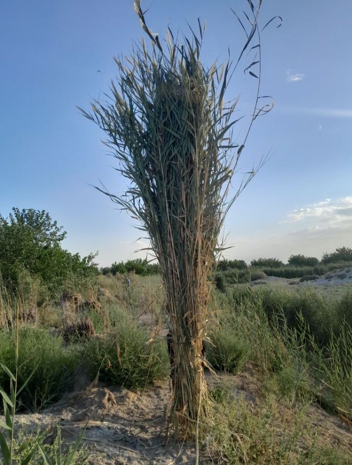 Qamish sotiladi yangi o'rilgan
