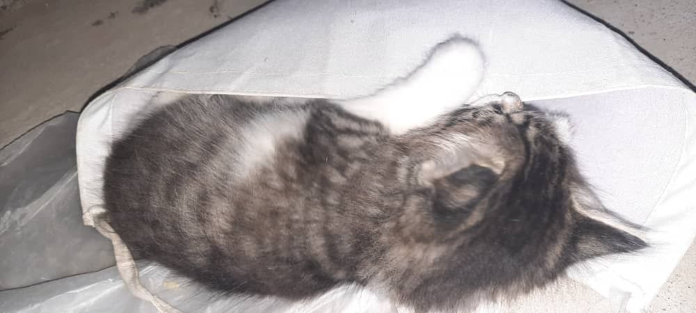 4 котята, пародия : длинношерстые (3 месяца)