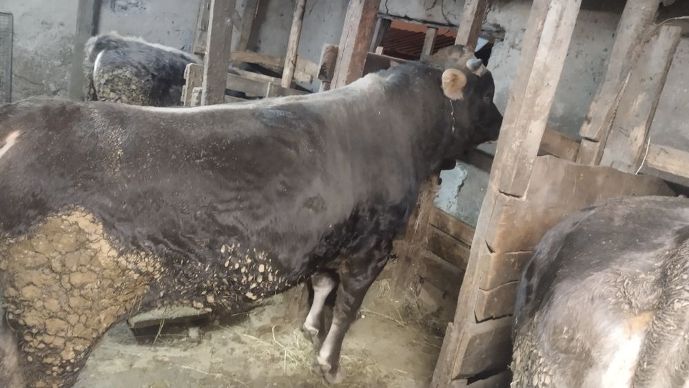 Продам быка откормленый