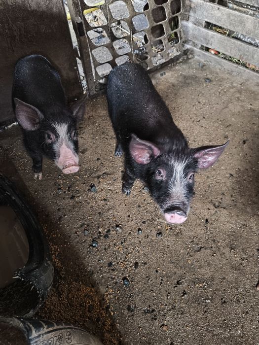 Продавам малки прасенца