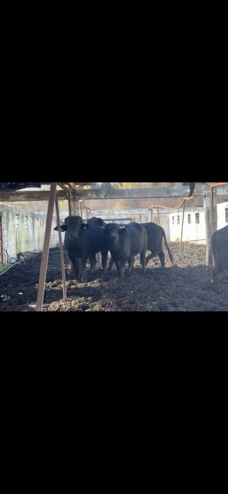 Bivoli masculi 1 an si 2 ani