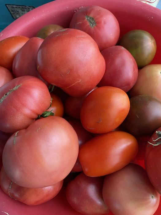 Продам домашние помидоры