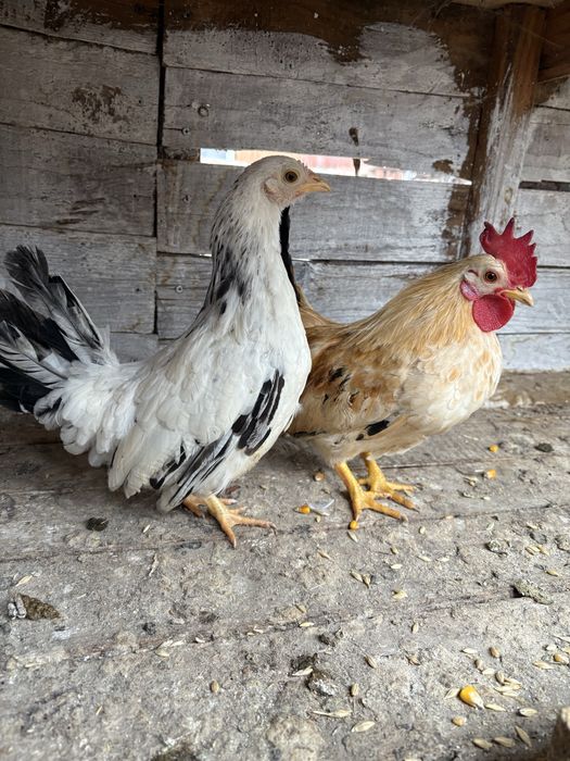 Vand gaini si cocosi pitici!