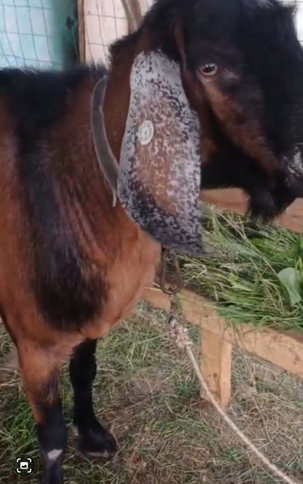 De vânzare țap anglonubian și 2 capre preț negociabil .