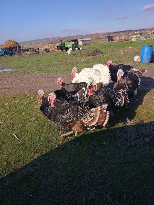 Curcani preț 250 buc