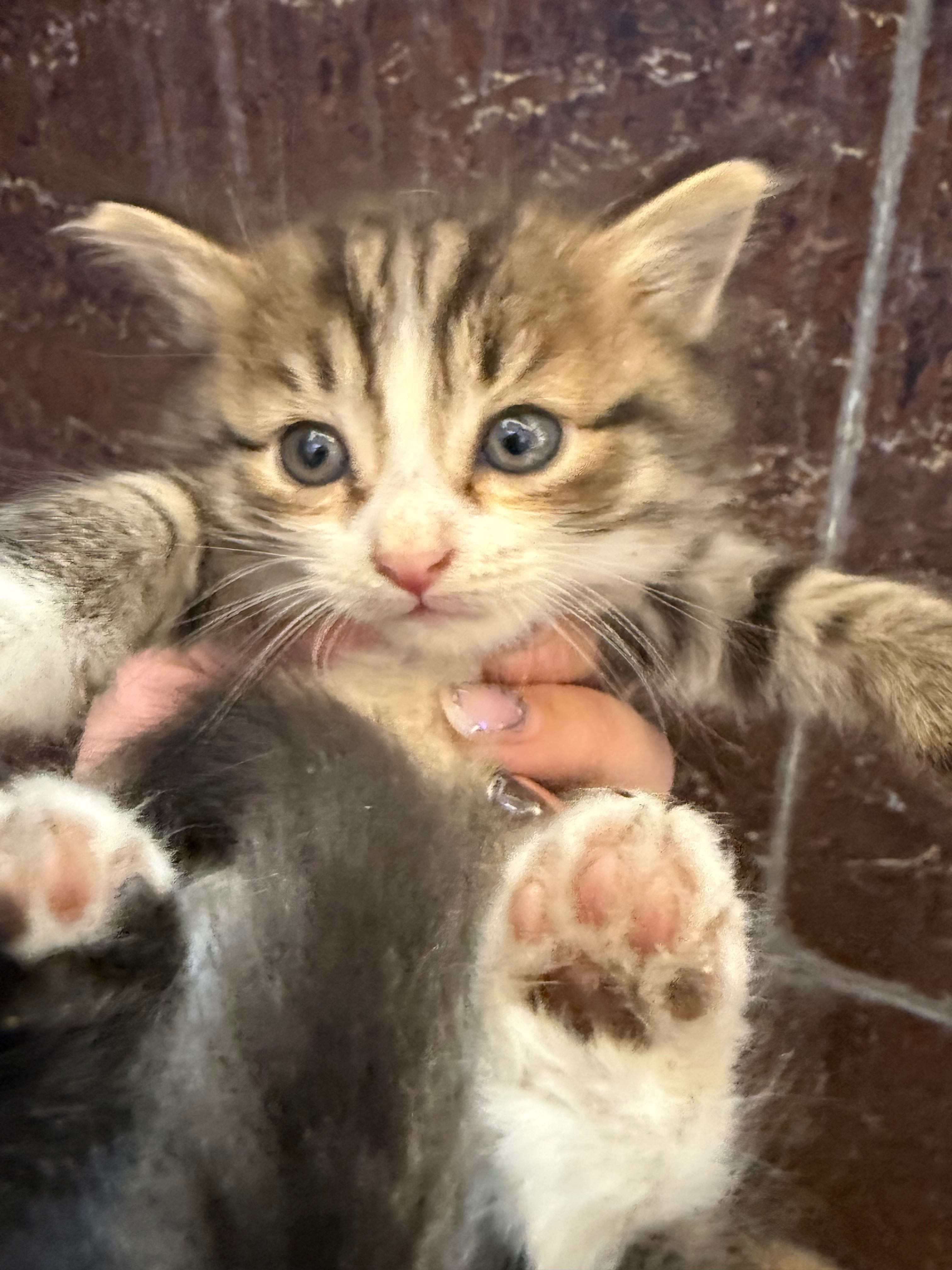 Котята бесплатно в хорошие руки