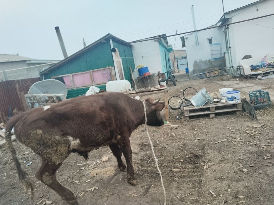 Продаётся бычок 1,5лет