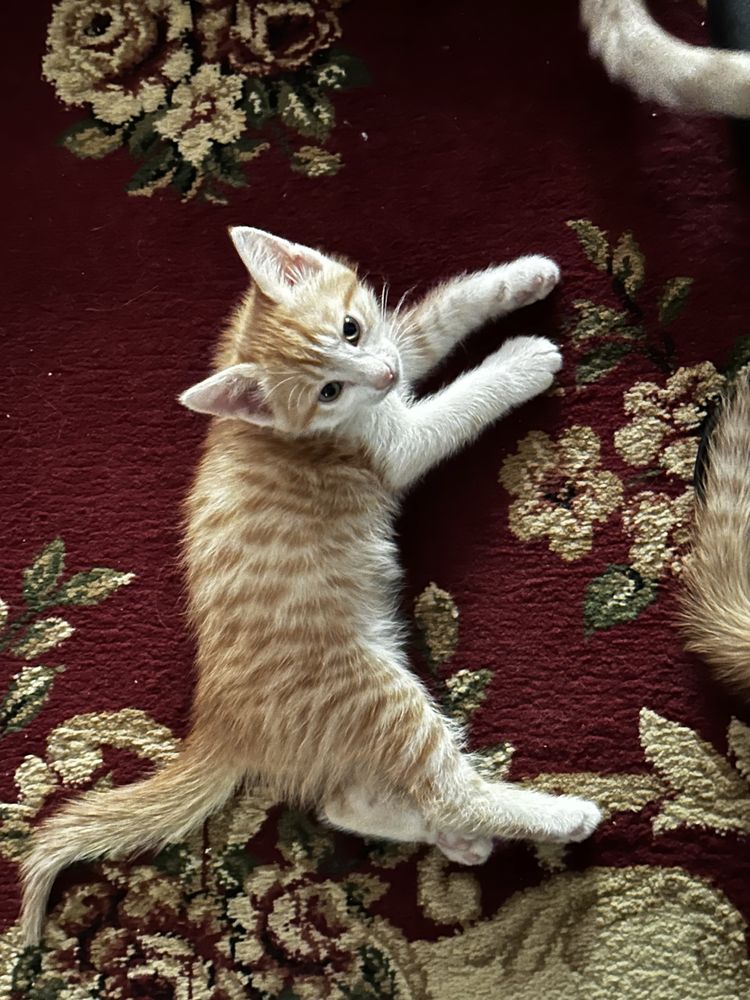 Котята в хорошие руки, бесплатно