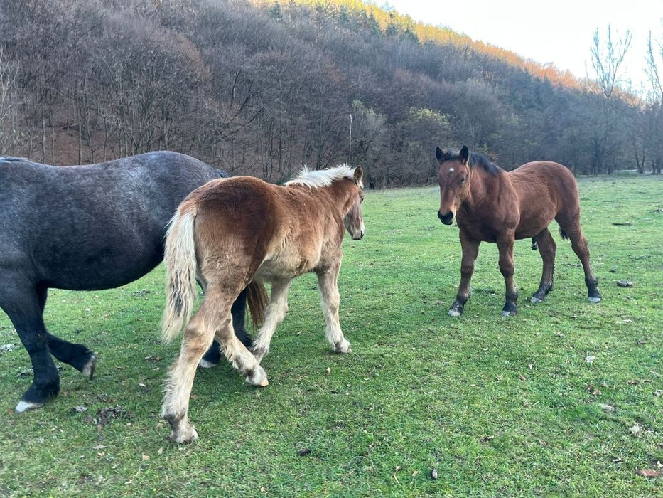 Vând 2 mânzi de 5 luni