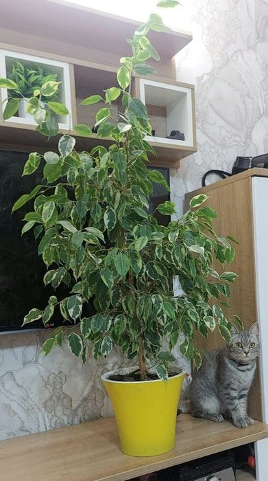 Бенжамин комнатный цветок Golden King высота 1,35 м