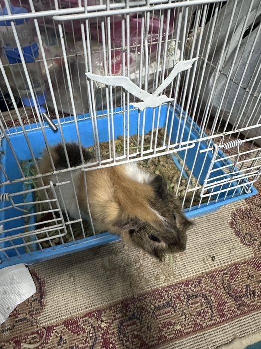 Морская свинка сотилади ,