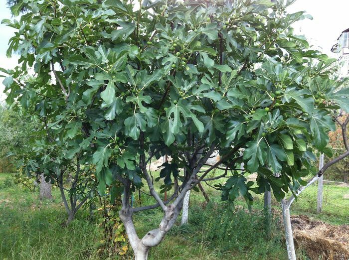 Pomi Fructiferi (Soiuri De Smochini)