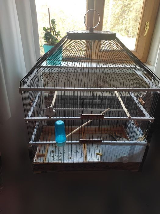 Продам попугаев карелл