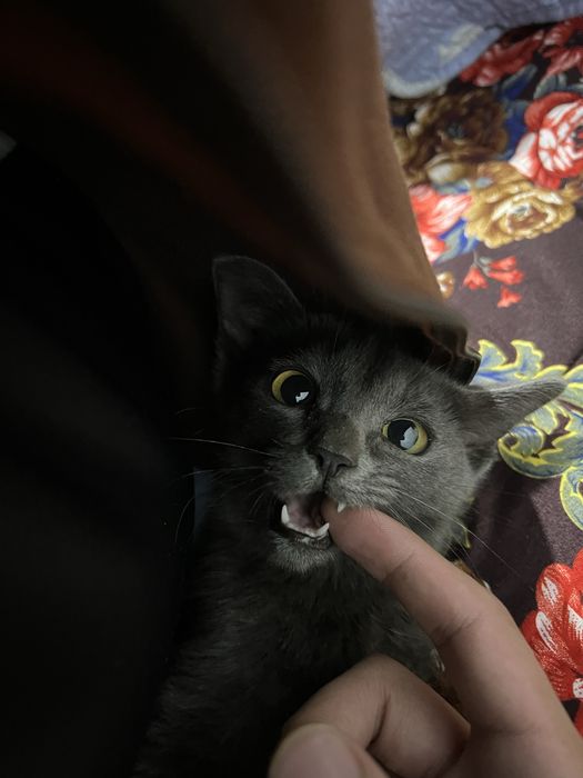 Русская Голубая кошка