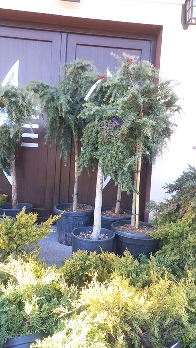 Vând ce mai mare gamă de plante ornamentale după piață