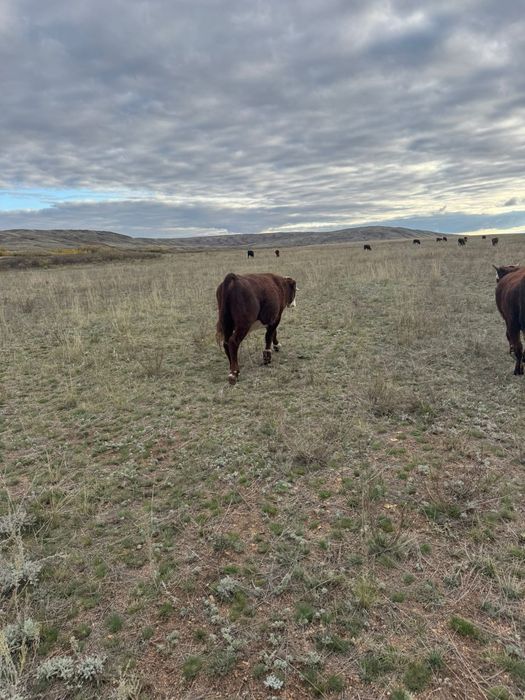 Продаю бычков 36 голов