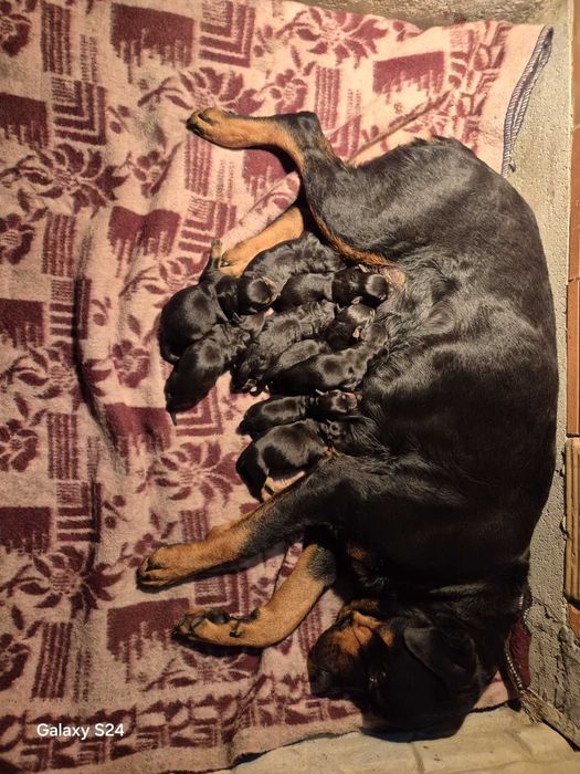 Новородени ротвайлери