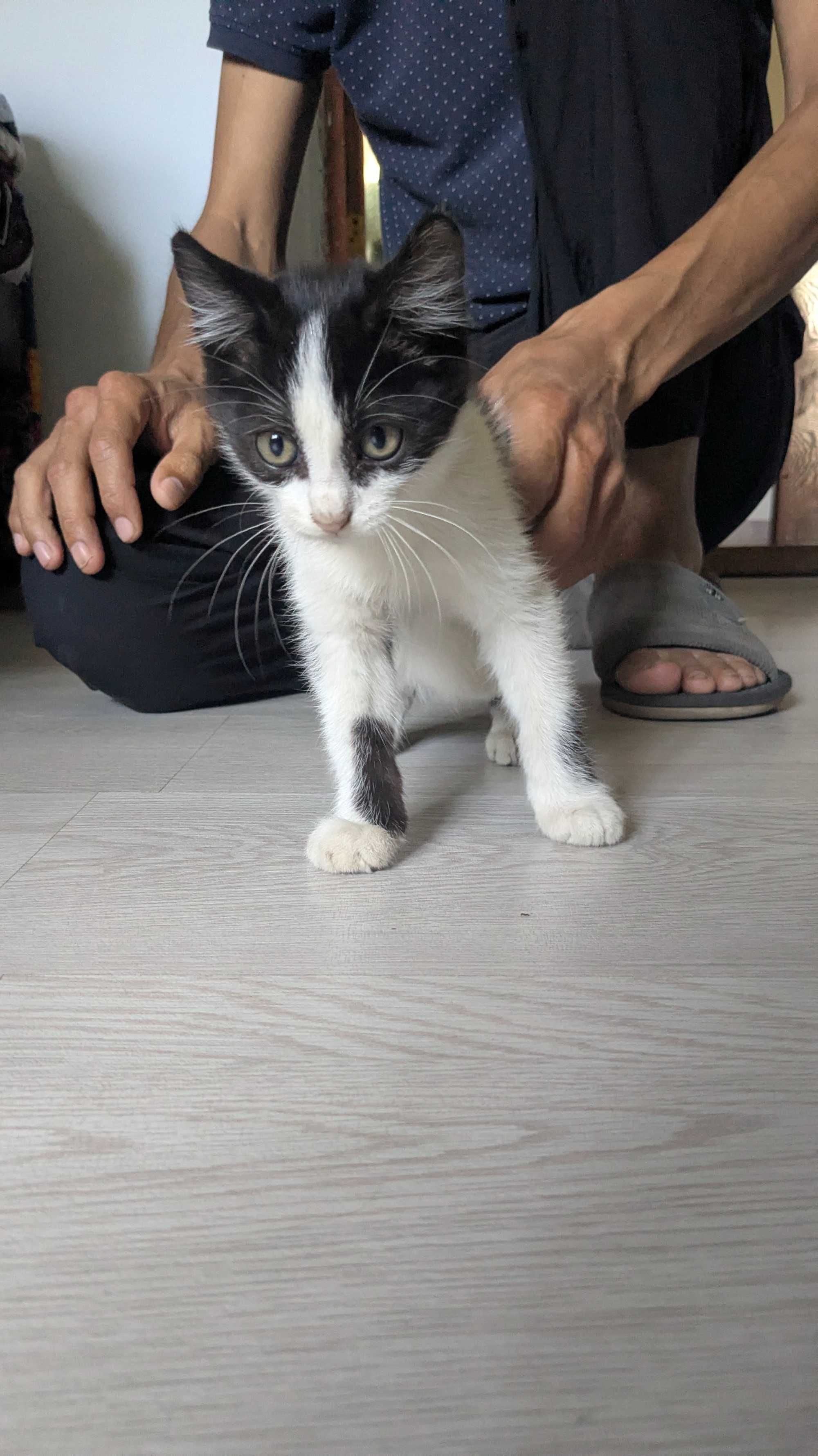 котенок, мальчик